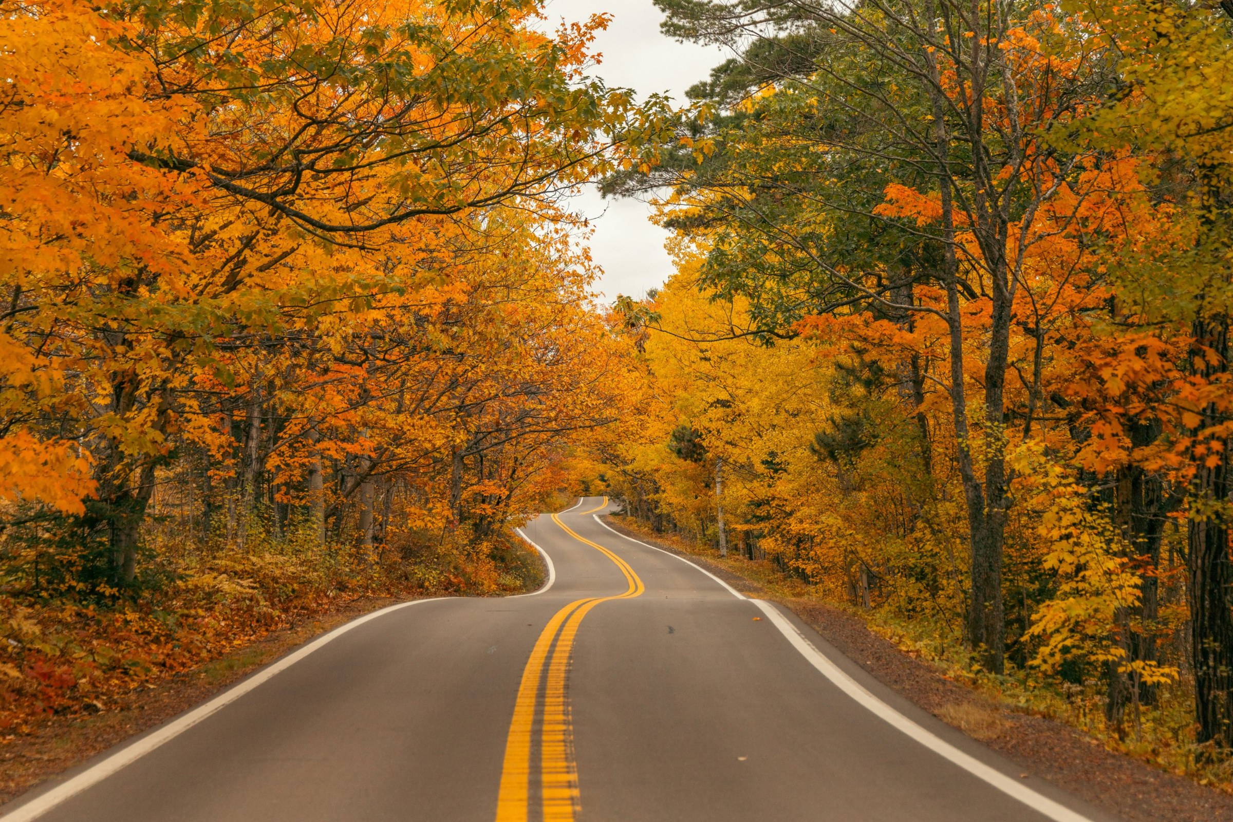 Two-lane road winding through a forest in bright orange and gold fall color
